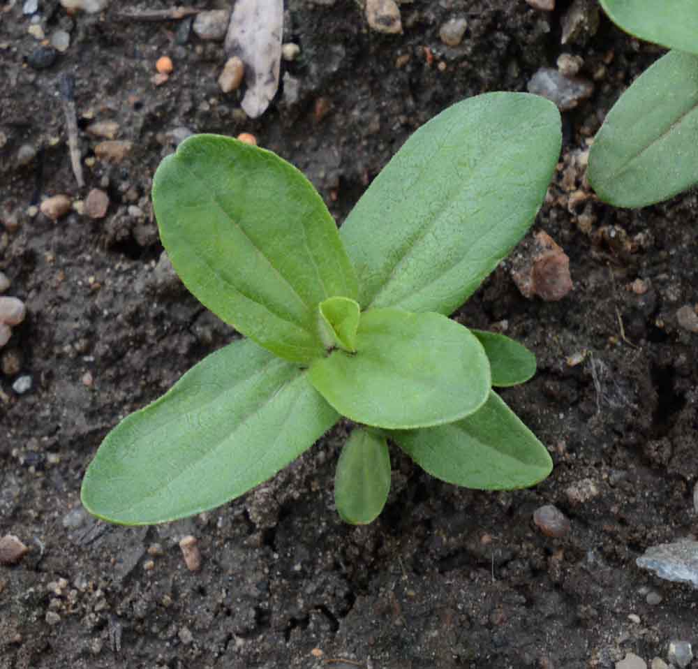 From Seed to Flower: The Fascinating Life Cycle of Zinnia Orange King