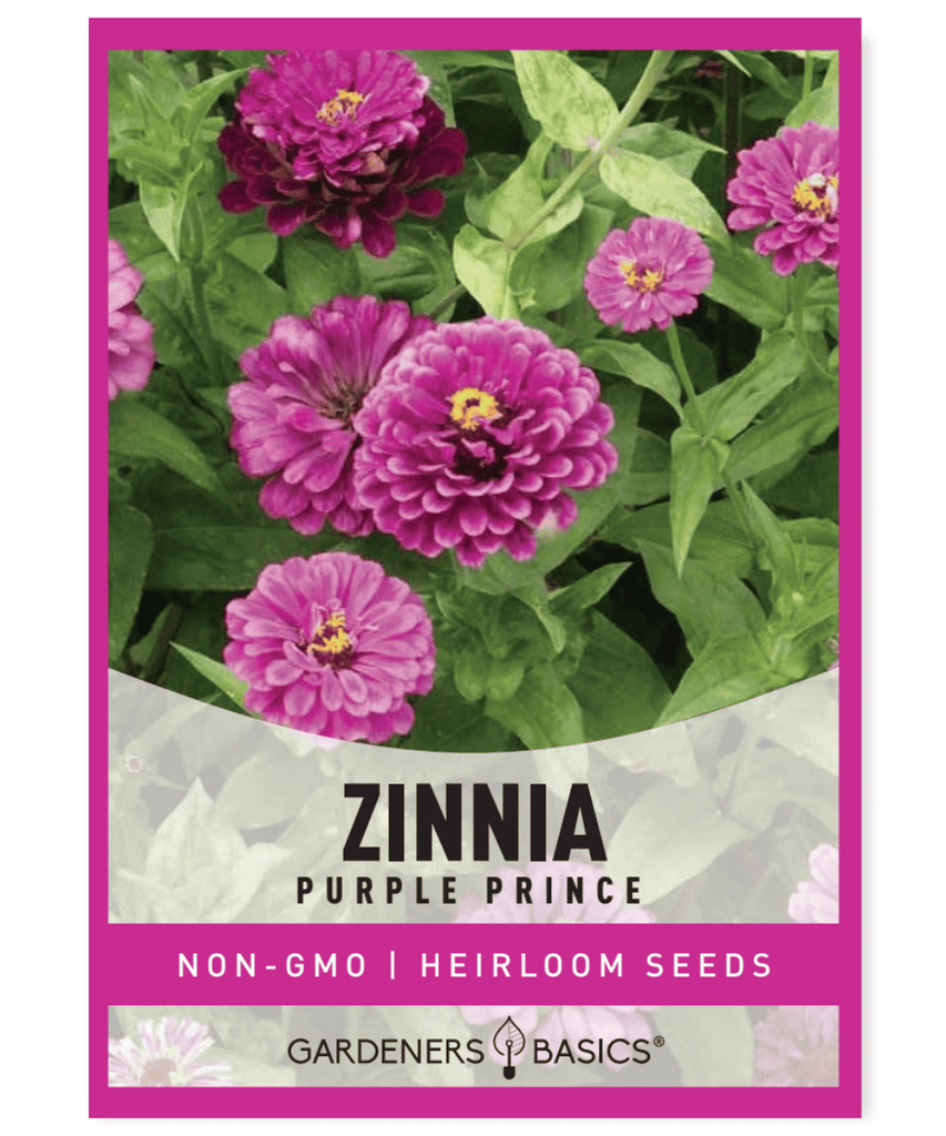 Zinnia Purple Prince Medium purple Mexico Fast-growing Long-blooming Annual Full sun Dry to moderate moisture Height 30-40 inches Fall blooming flowers Summer blooming flowers Cut flowers Pollinator plantings Butterflies Award of Garden Merit Reliable performance Garden design Flower arrangements Vibrant Low-maintenance
