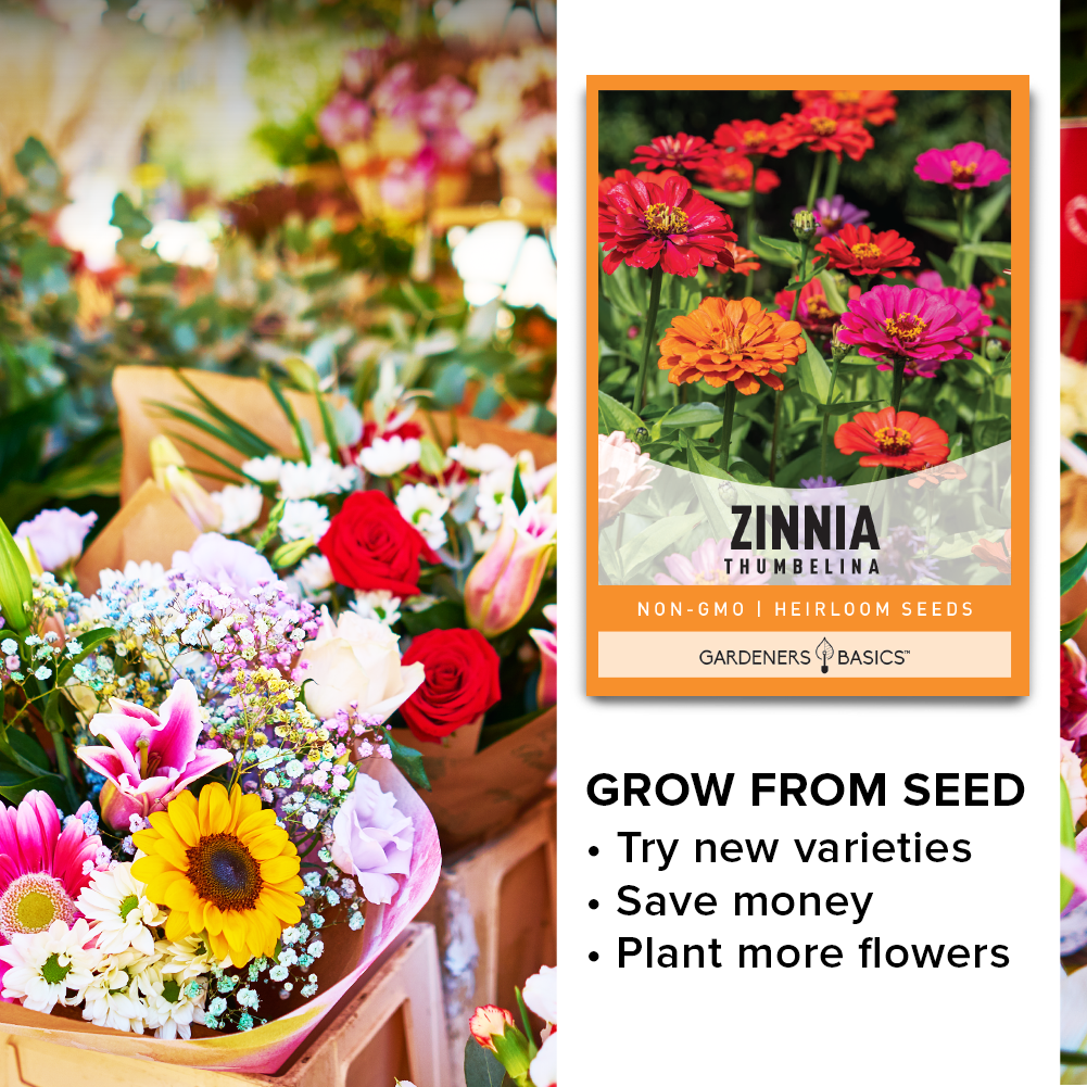 Zinnia Thumbelina: The Perfect Summer to Fall Bloomer