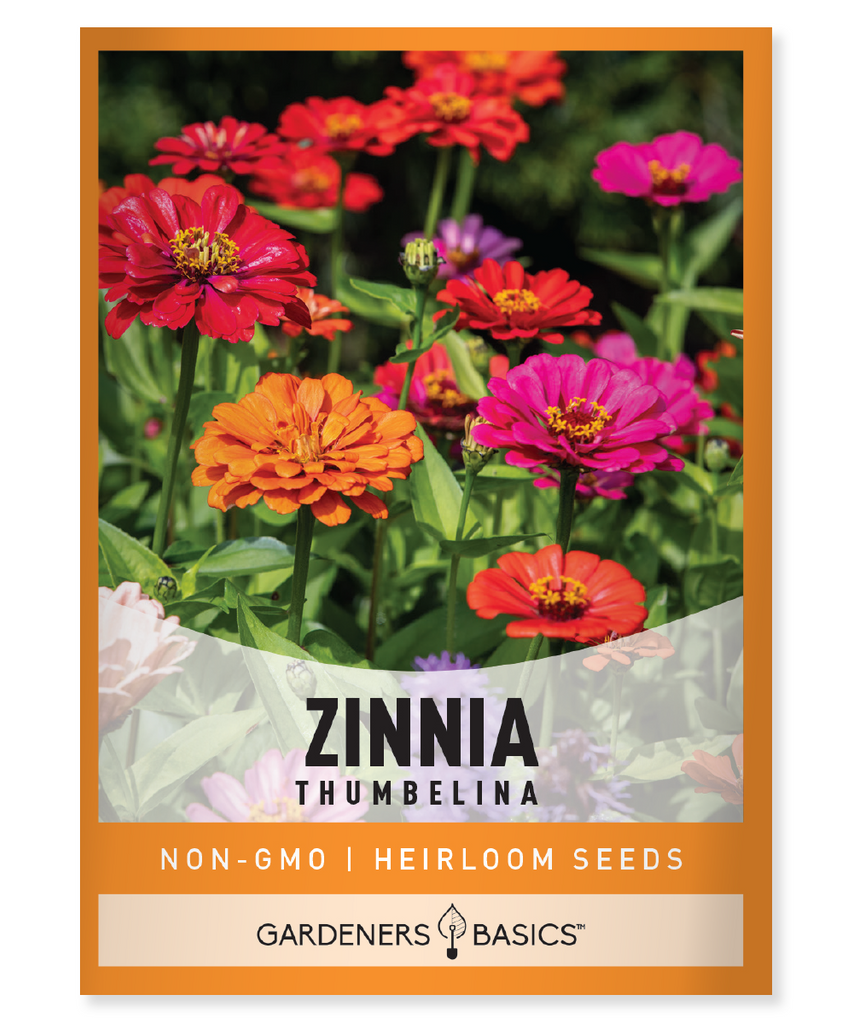 Zinnia Thumbelina Annual plant Semi-double to double flowers Mexico Compact plant Bedding plant Border plant Container plant Pollinator garden Fast-growing Long-blooming Low-maintenance Butterflies Full sun Mixed colors Summer to fall bloomer All America Selections winner Native plant