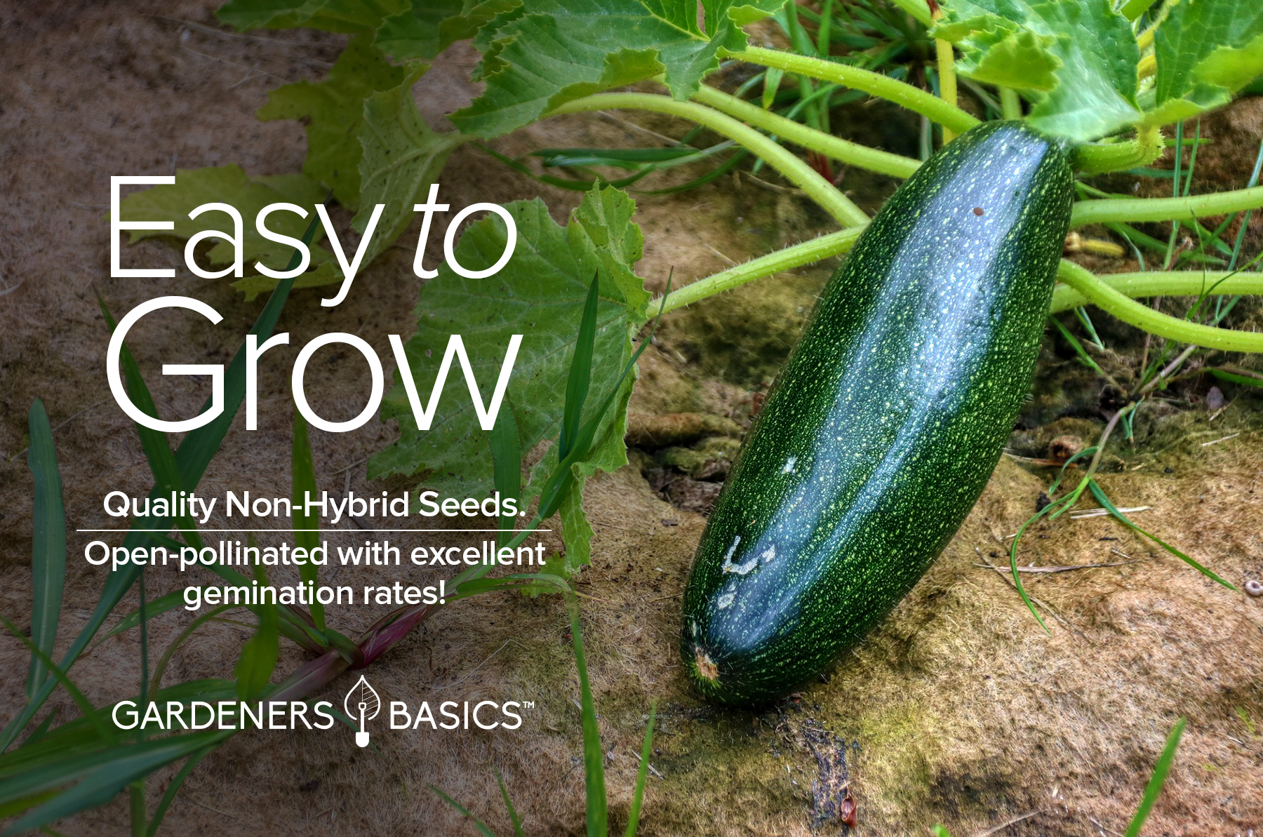 planting zucchini seeds Black Beauty Zucchini Seeds: The perfect addition to your home garden – Gardeners Basics
