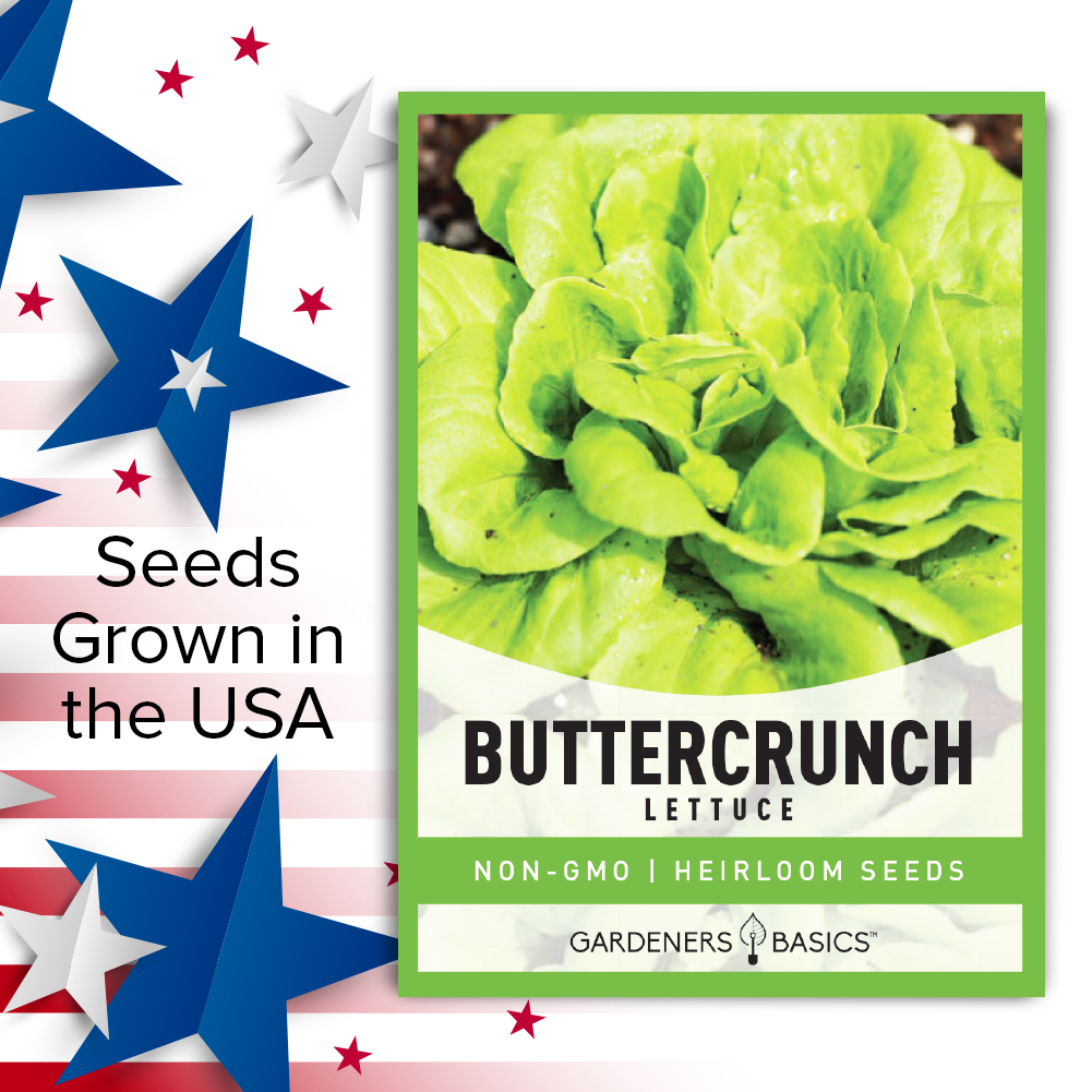 Buttercrunch Lettuce Seeds For Planting Non-GMO Seeds For Home Garden Vegetables USA