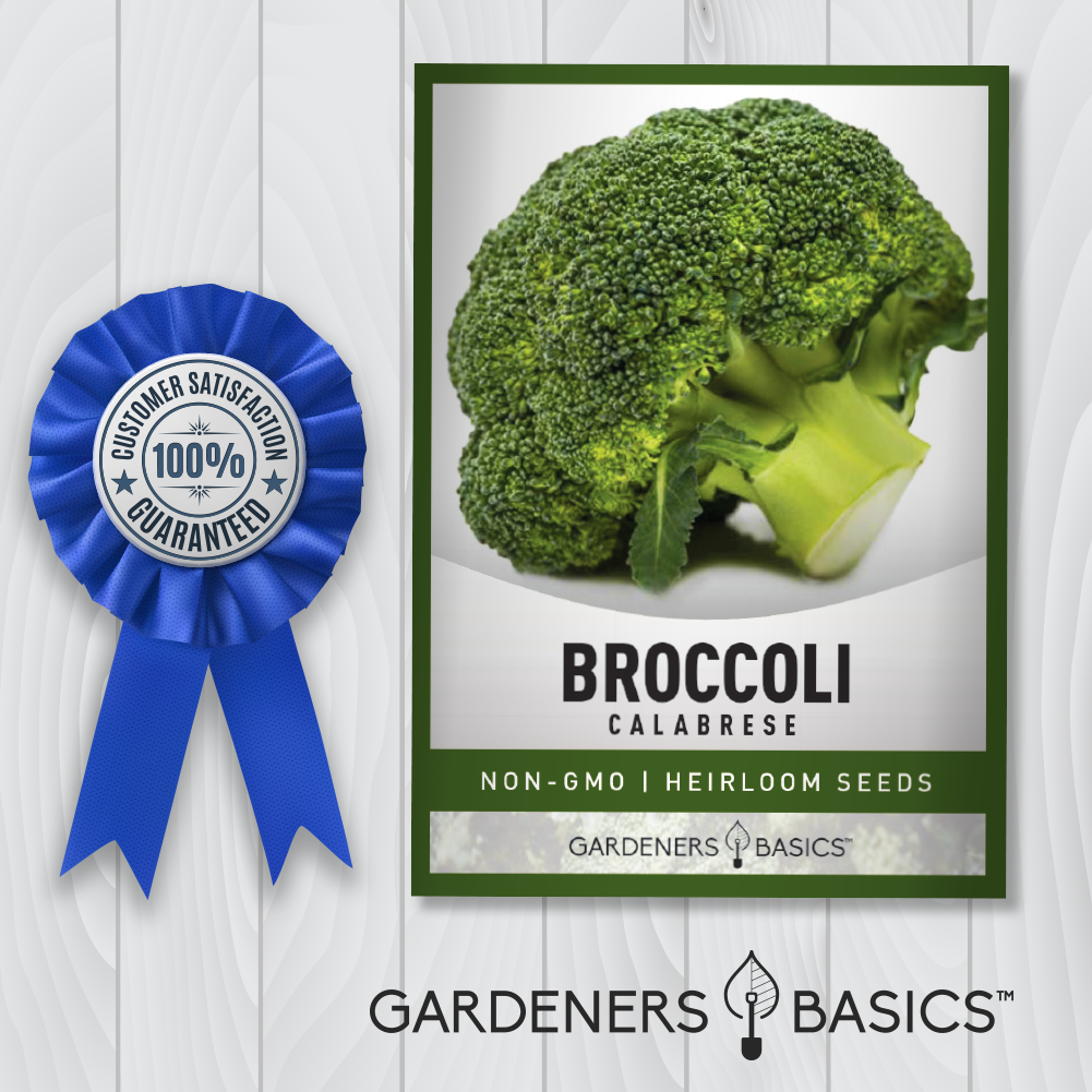 Plant Calabrese Broccoli Seeds for a Healthy and Delicious Garden Treat