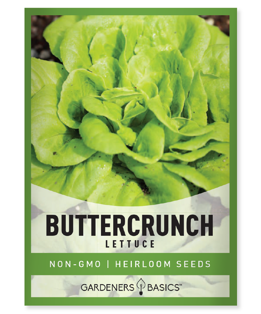 Buttercrunch Lettuce Seeds For Planting Non-GMO Seeds For Home Garden Vegetables