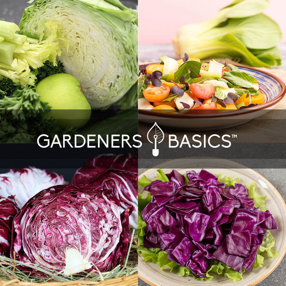 The Ultimate Cabbage Seed Assortment for a Healthier, Tastier Garden