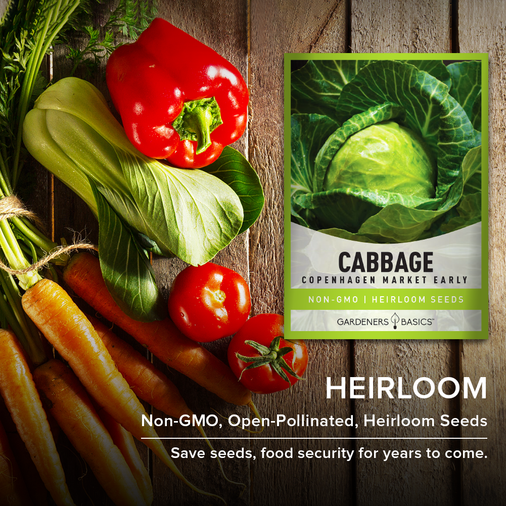 Heirloom Early Copenhagen Market Cabbage Seeds: A Garden Essential