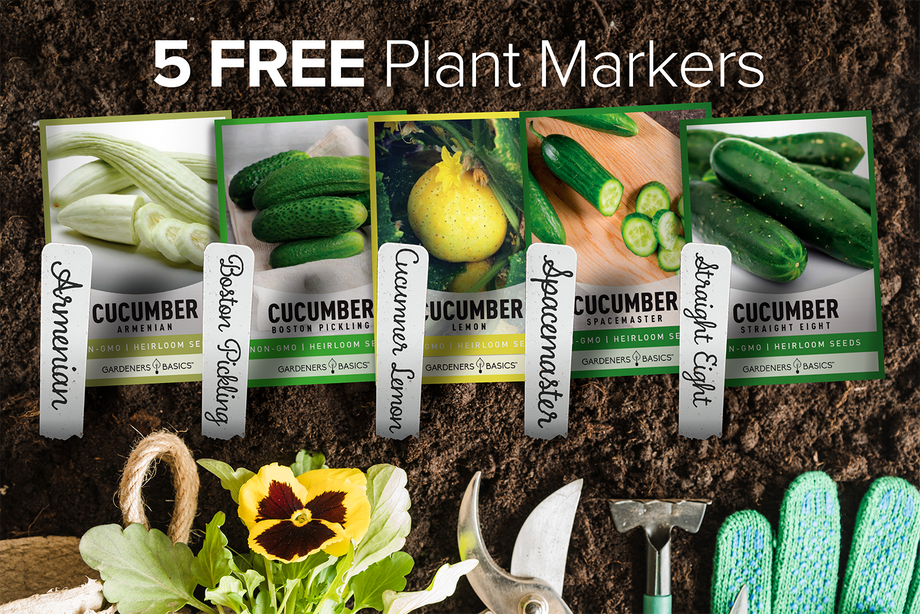 best cucumber seeds for planting Outdoor Planting Cucumber Seeds