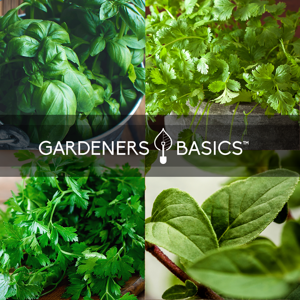 Culinary Herb Seeds Variety Kit Non-GMO Seeds For Planting Home Herb Garden Plants