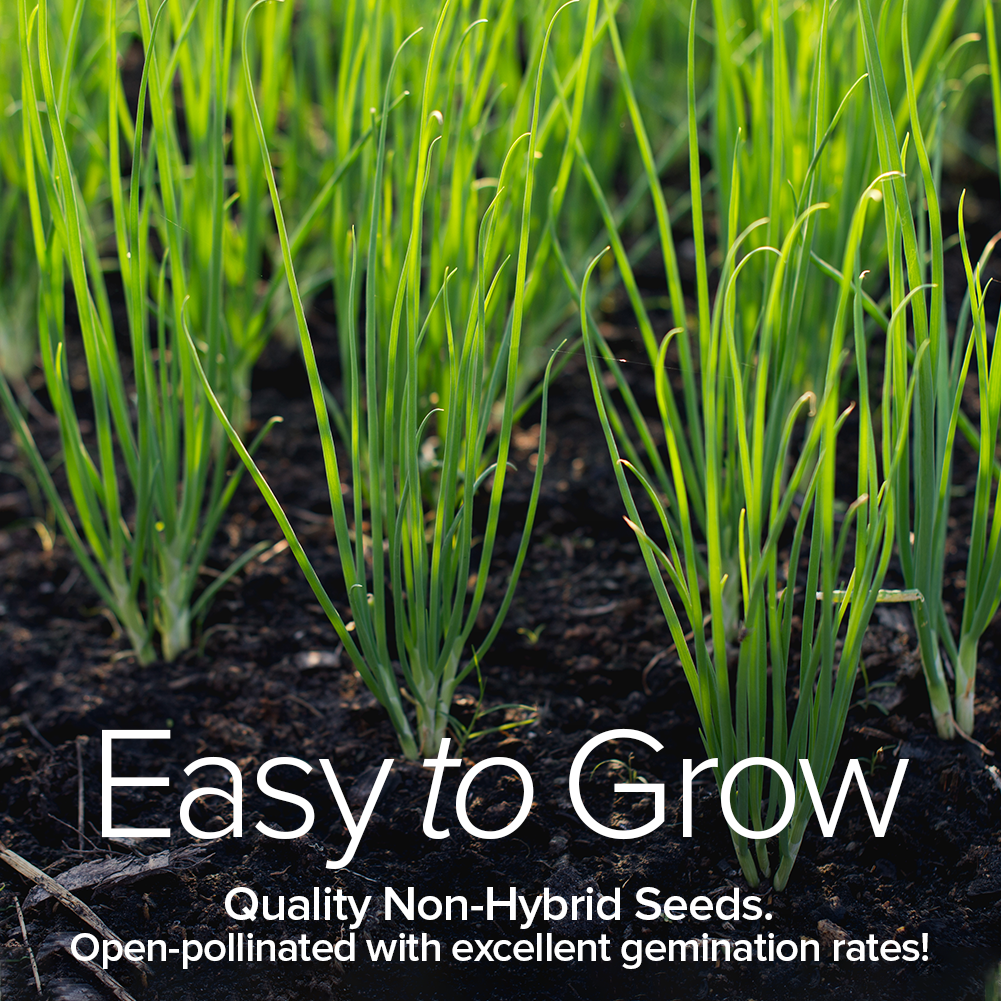 Culinary Herb Seeds Variety Kit Non-GMO Seeds For Planting Home Herb Garden Easy To Grow