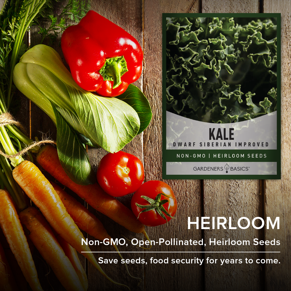 Nutrient-Dense Dwarf Siberian Kale Seeds: Enhance Your Garden and Diet