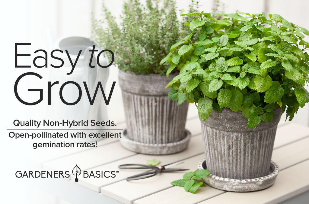 Non-GMO Lemon Balm Seeds for Planting: The Perfect Herb for Your Garden