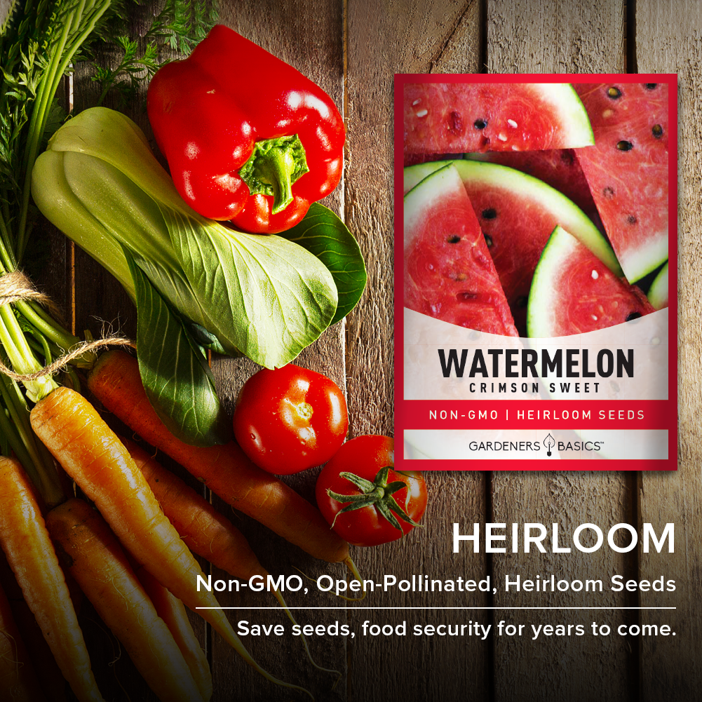 Crimson Sweet Watermelon Seeds For Planting Non-GMO Seeds For Home Fruit Garden Heirloom