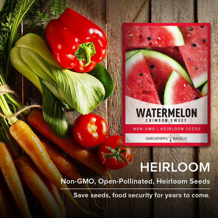 planting crimson sweet watermelon seeds Crimson Sweet Watermelon Seeds