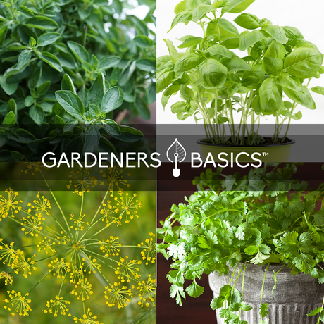 Herb Seeds Variety Pack Non-GMO Seeds For Home Herb Garden Indoor Herb Garden Heirloom Herb Seeds Plants