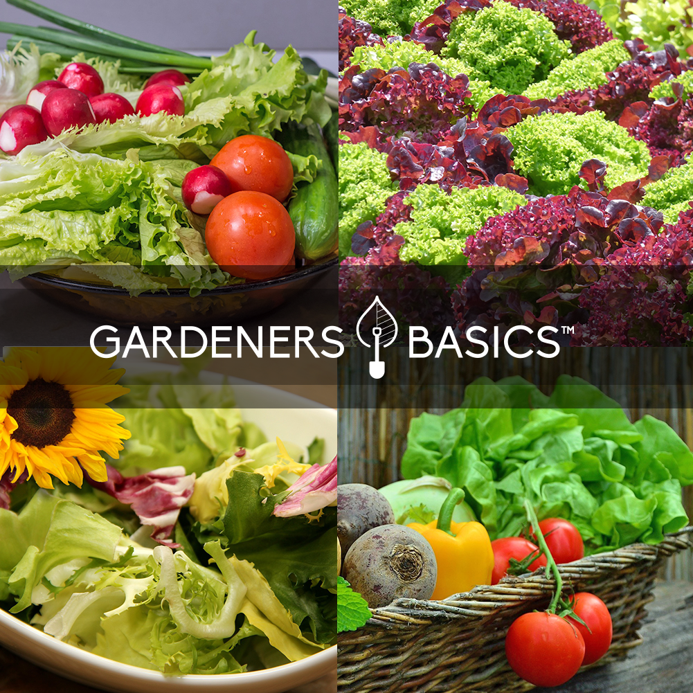 Lettuce and Greens Seeds Variety Pack Non-GMO Seeds For Home Vegetable Garden Heirloom
