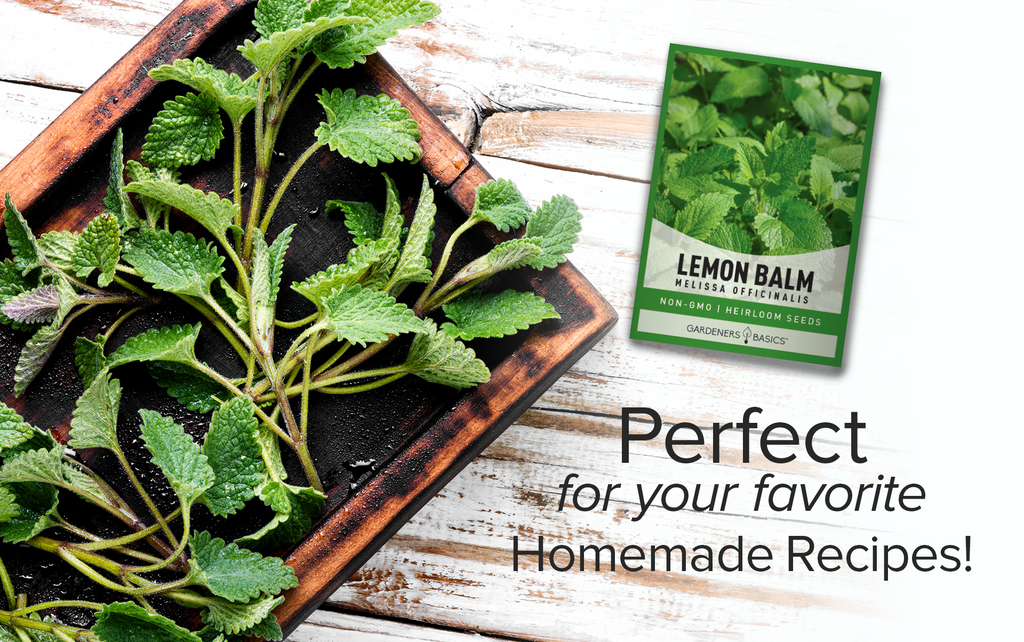 Heirloom Lemon Balm Seeds: Boost Your Garden's Aroma and Wellness