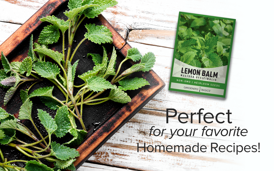 plant lemon balm seeds Best Lemon Balm Seeds for Planting: Enjoy the Benefits of This Herb –  Gardeners Basics