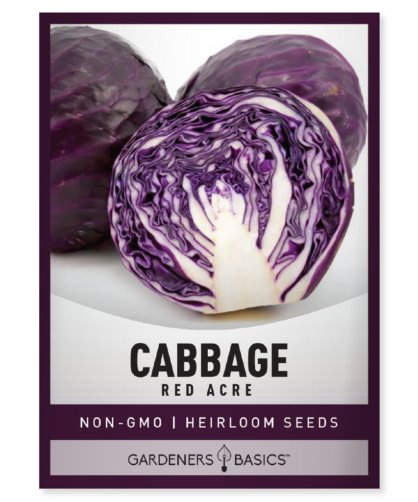 Red Acre Cabbage Seeds Cabbage Seeds for Planting Heirloom Cabbage Seeds Non-GMO Cabbage Seeds Home Gardening Nutrient-Dense Cabbages Easy-to-Grow Cabbages High Germination Rate Gardening Gift Ideas Vegetable Seeds