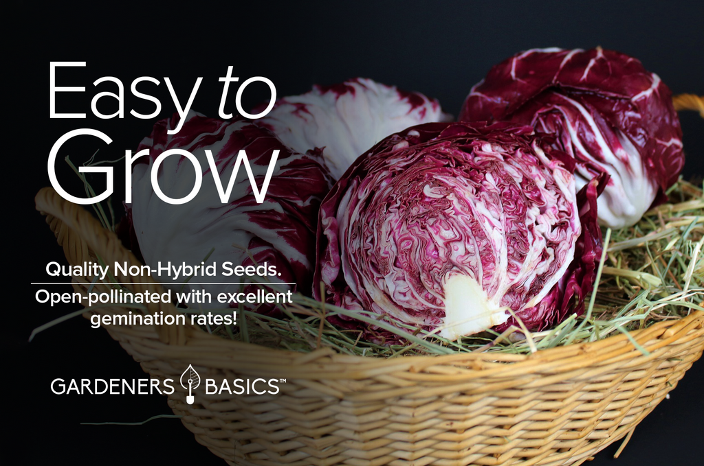 Non-GMO Red Acre Cabbage Seeds - Experience the Joy of Homegrown Produce