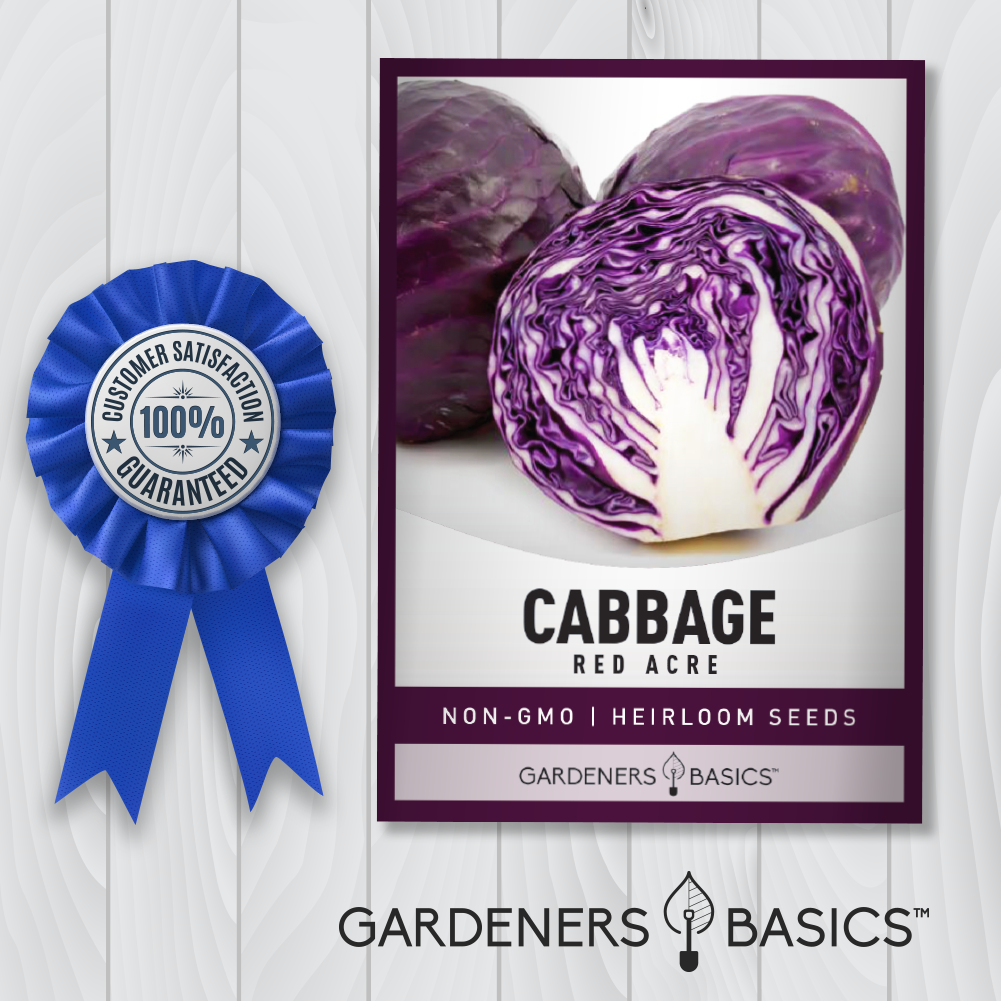 Quality Red Acre Cabbage Seeds - Add Color & Flavor to Your Garden and Kitchen