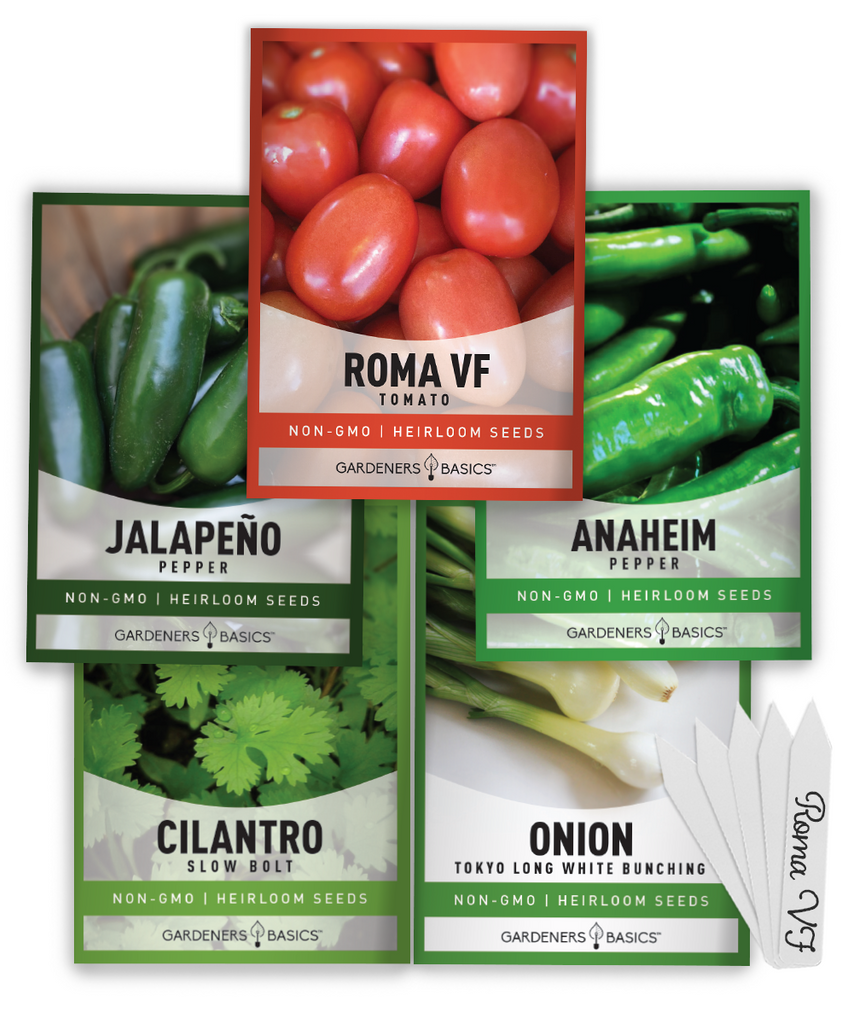 400+ Cilantro Seeds – Heirloom, Organic, NON-GMO, Fresh Herb Seeds For Gardening