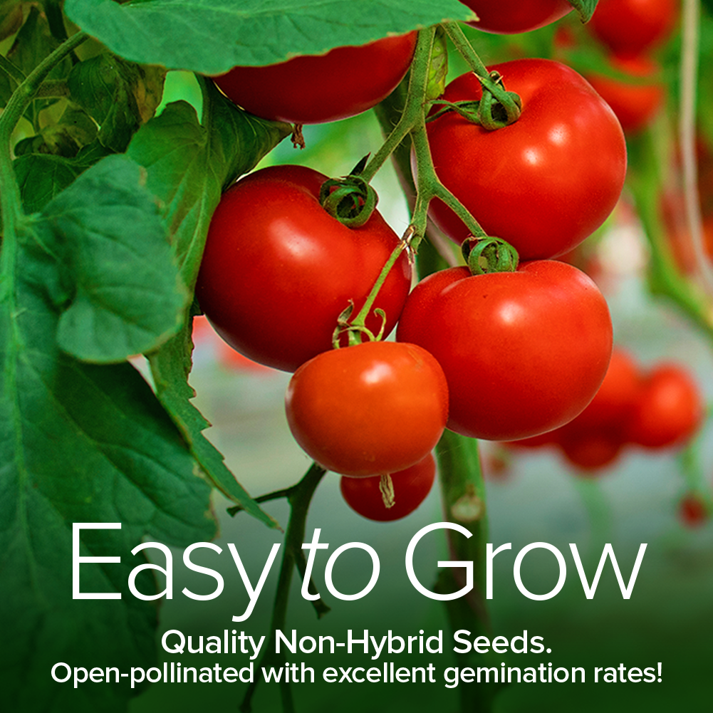 Tomato Seeds For Planting Variety Pack Non-GMO Seeds For Home Tomato Garden Easy To Grow